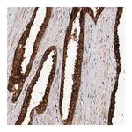 Merck Anti-GUF1 antibody produced in rabbit