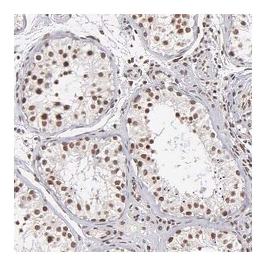 Merck Anti-GTF2A1 antibody produced in rabbit