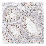 Merck Anti-GTF2A1 antibody produced in rabbit