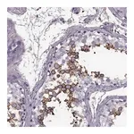 Merck Anti-SLC2A3 antibody produced in rabbit
