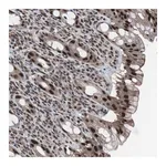 Merck Anti-GTF2F2 antibody produced in rabbit