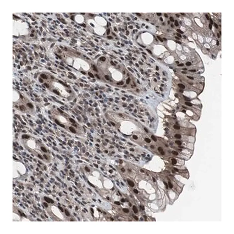 Merck Anti-GTF2F2 antibody produced in rabbit
