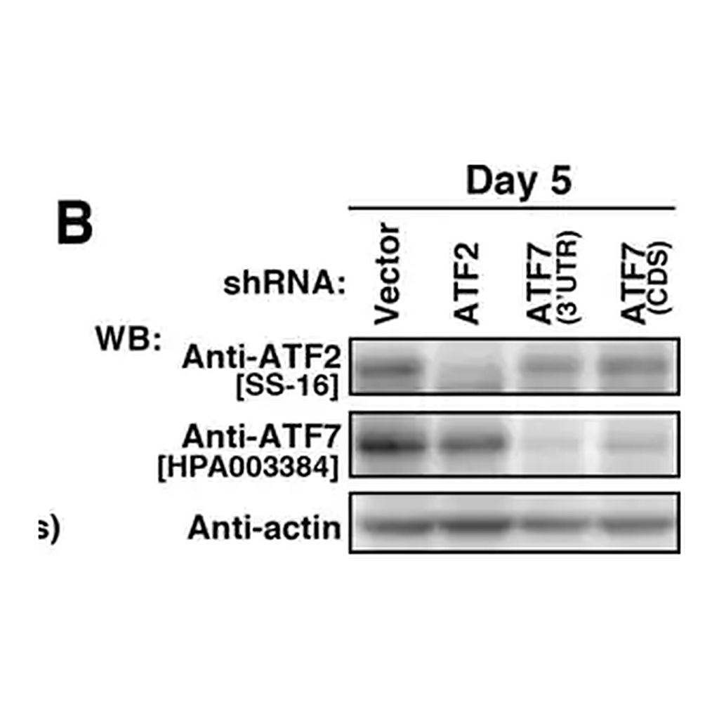 Merck Anti-ATF7 antibody produced in rabbit