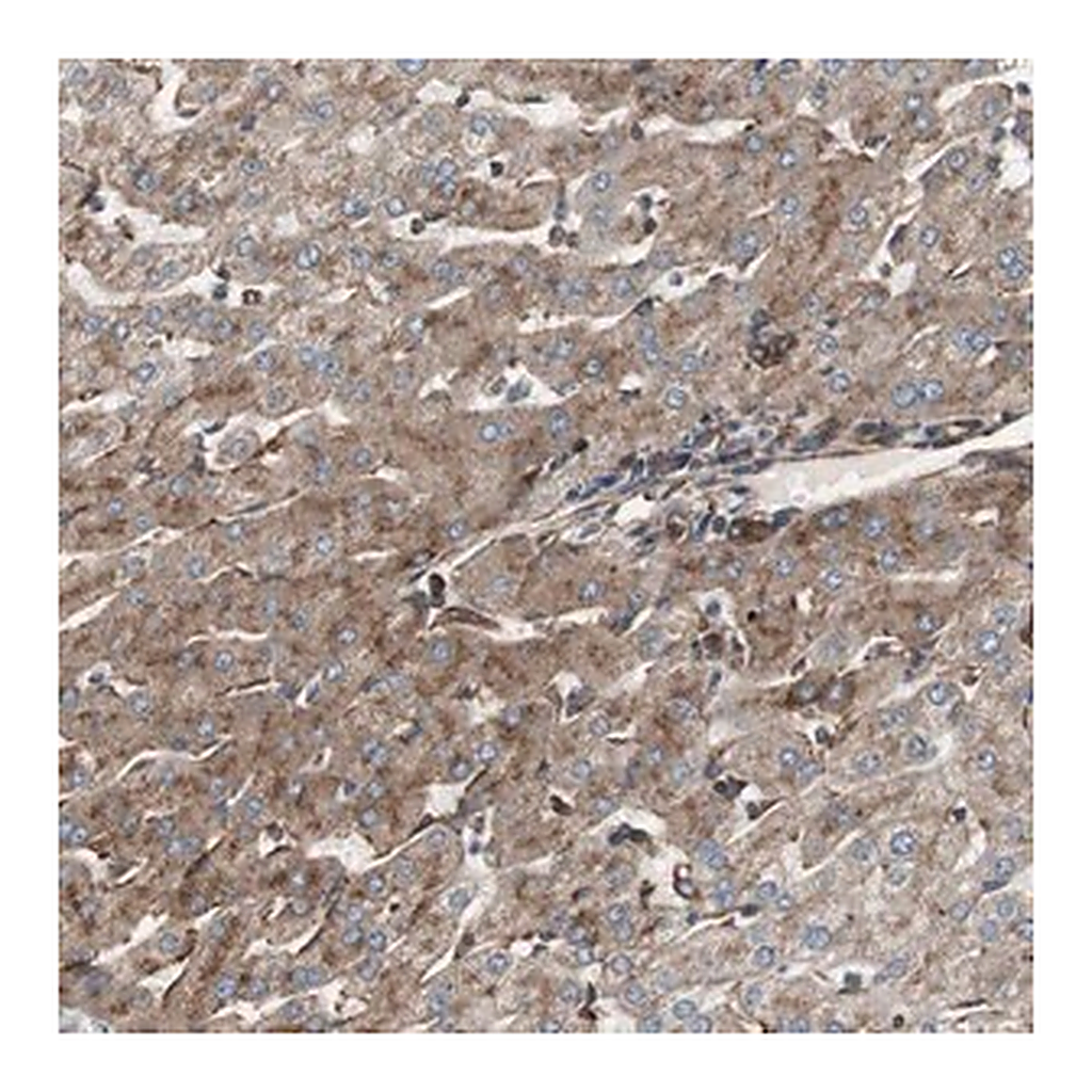 Merck Anti-H6PD antibody produced in rabbit