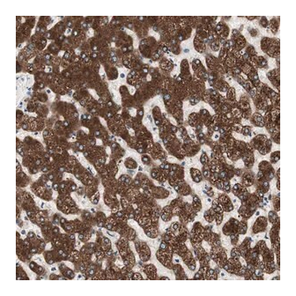 Merck Anti-H6PD antibody produced in rabbit