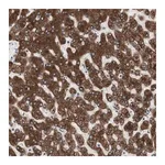 Merck Anti-H6PD antibody produced in rabbit