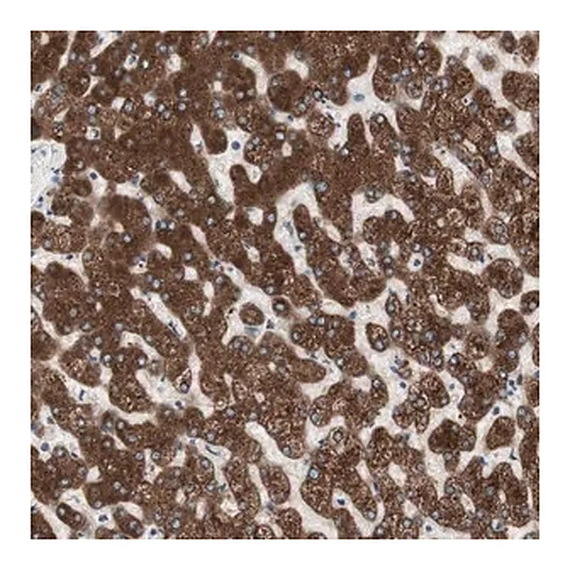 Merck Anti-H6PD antibody produced in rabbit