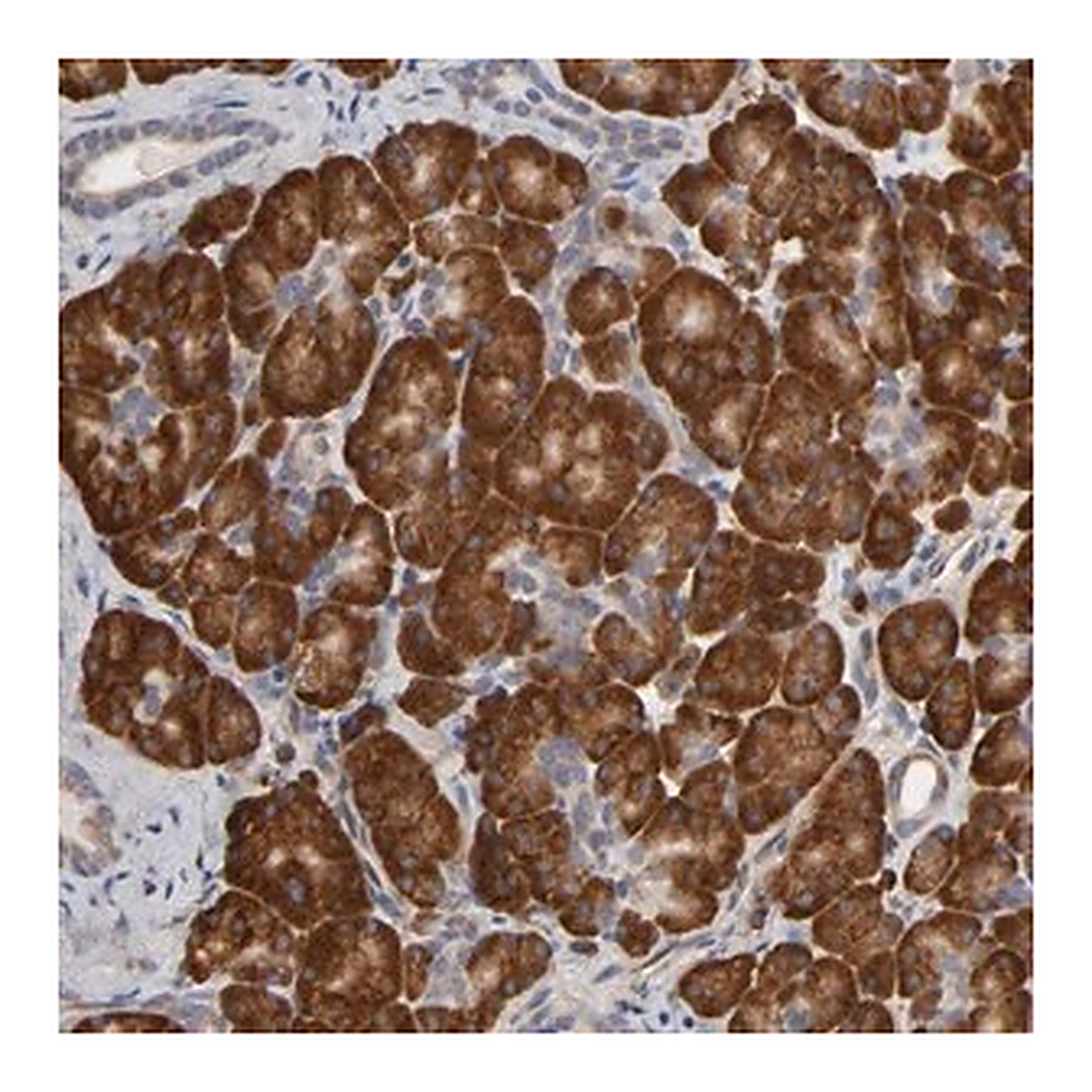 Merck Anti-HDLBP antibody produced in rabbit