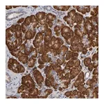 Merck Anti-HDLBP antibody produced in rabbit