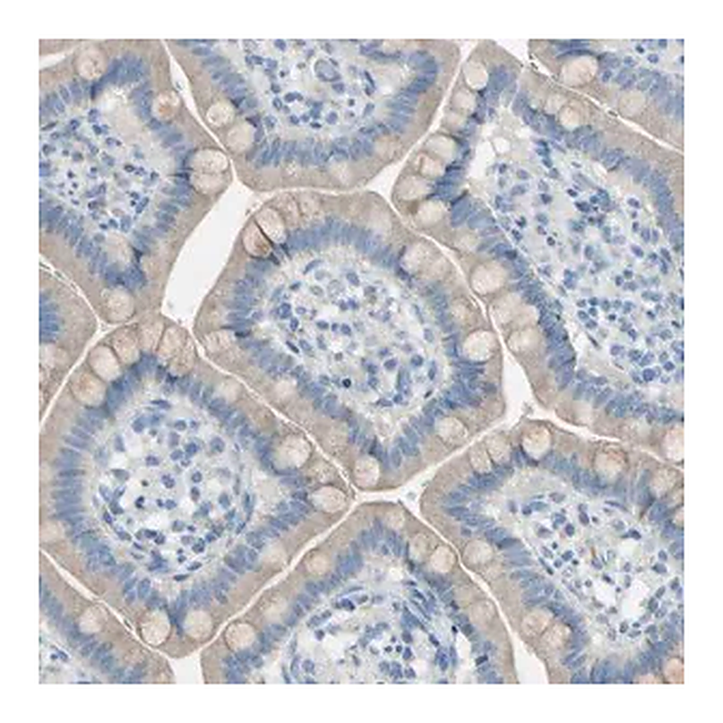 Merck Anti-ATRN antibody produced in rabbit