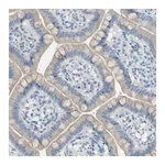 Merck Anti-ATRN antibody produced in rabbit
