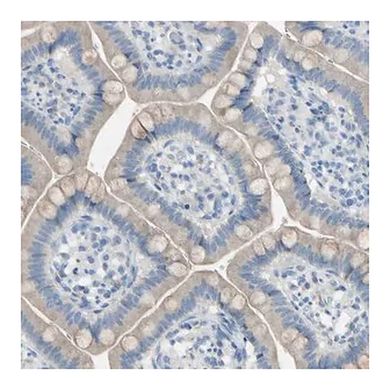 Merck Anti-ATRN antibody produced in rabbit