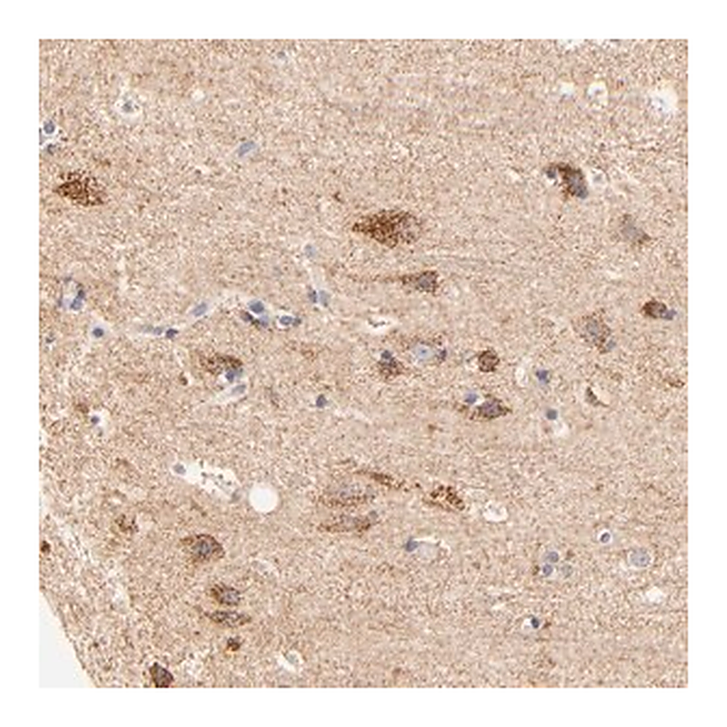 Merck Anti-ATP5D antibody produced in rabbit
