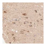 Merck Anti-ATP5D antibody produced in rabbit