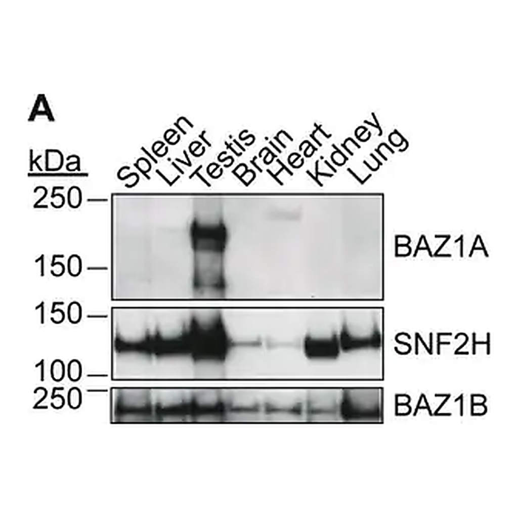 Merck Anti-BAZ1A antibody produced in rabbit