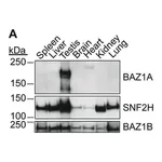 Merck Anti-BAZ1A antibody produced in rabbit