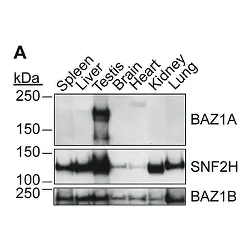 Merck Anti-BAZ1A antibody produced in rabbit