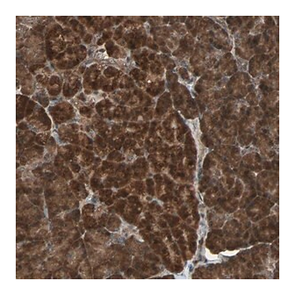 Merck Anti-LAMTOR5 antibody produced in rabbit