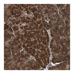 Merck Anti-LAMTOR5 antibody produced in rabbit