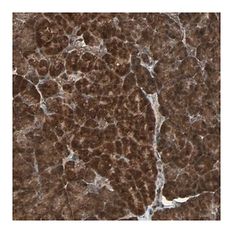 Merck Anti-LAMTOR5 antibody produced in rabbit