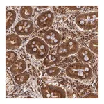 Merck Anti-ASCC2 antibody produced in rabbit