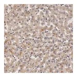 Merck Anti-BCHE antibody produced in rabbit