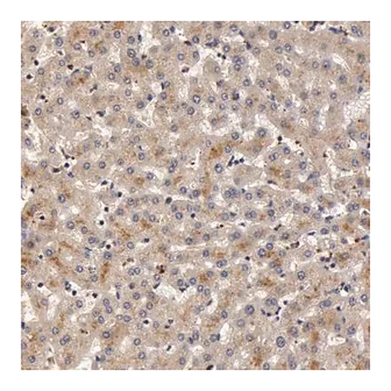 Merck Anti-BCHE antibody produced in rabbit