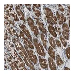 Merck Anti-BOLA1 antibody produced in rabbit