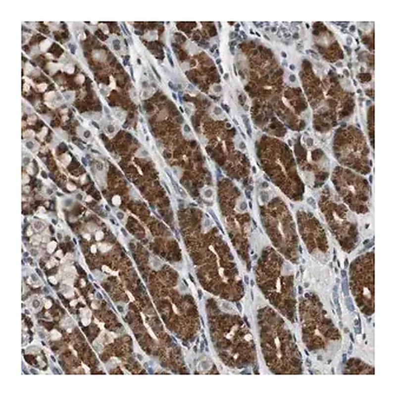 Merck Anti-BOLA1 antibody produced in rabbit