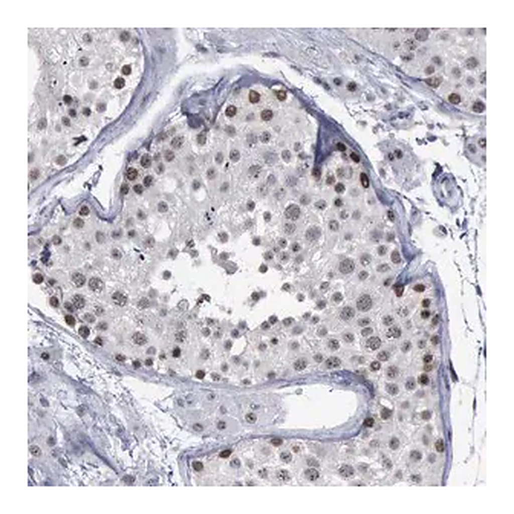 Merck Anti-BRD1 antibody produced in rabbit