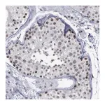 Merck Anti-BRD1 antibody produced in rabbit
