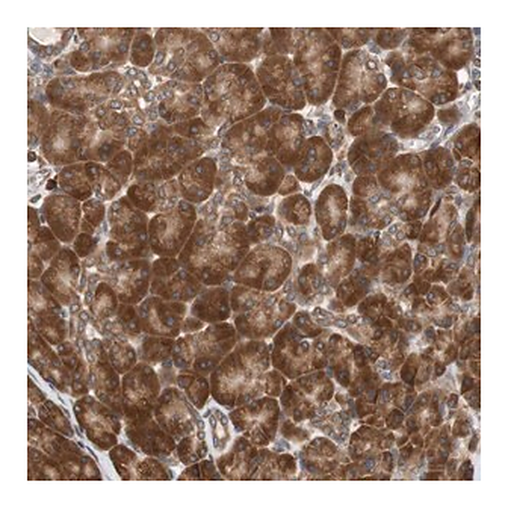 Merck Anti-AUP1 antibody produced in rabbit
