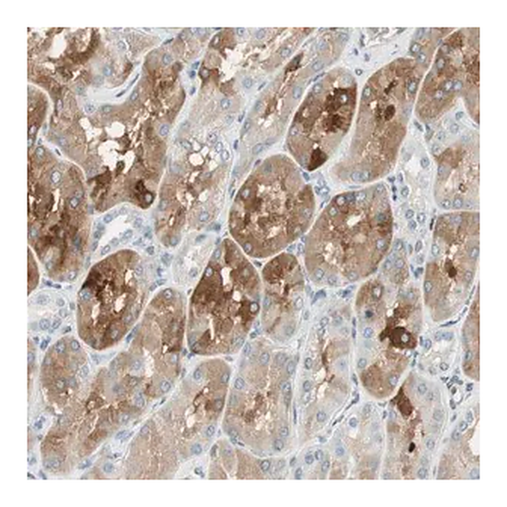 Merck Anti-TMEM260 antibody produced in rabbit