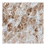 Merck Anti-TMEM260 antibody produced in rabbit