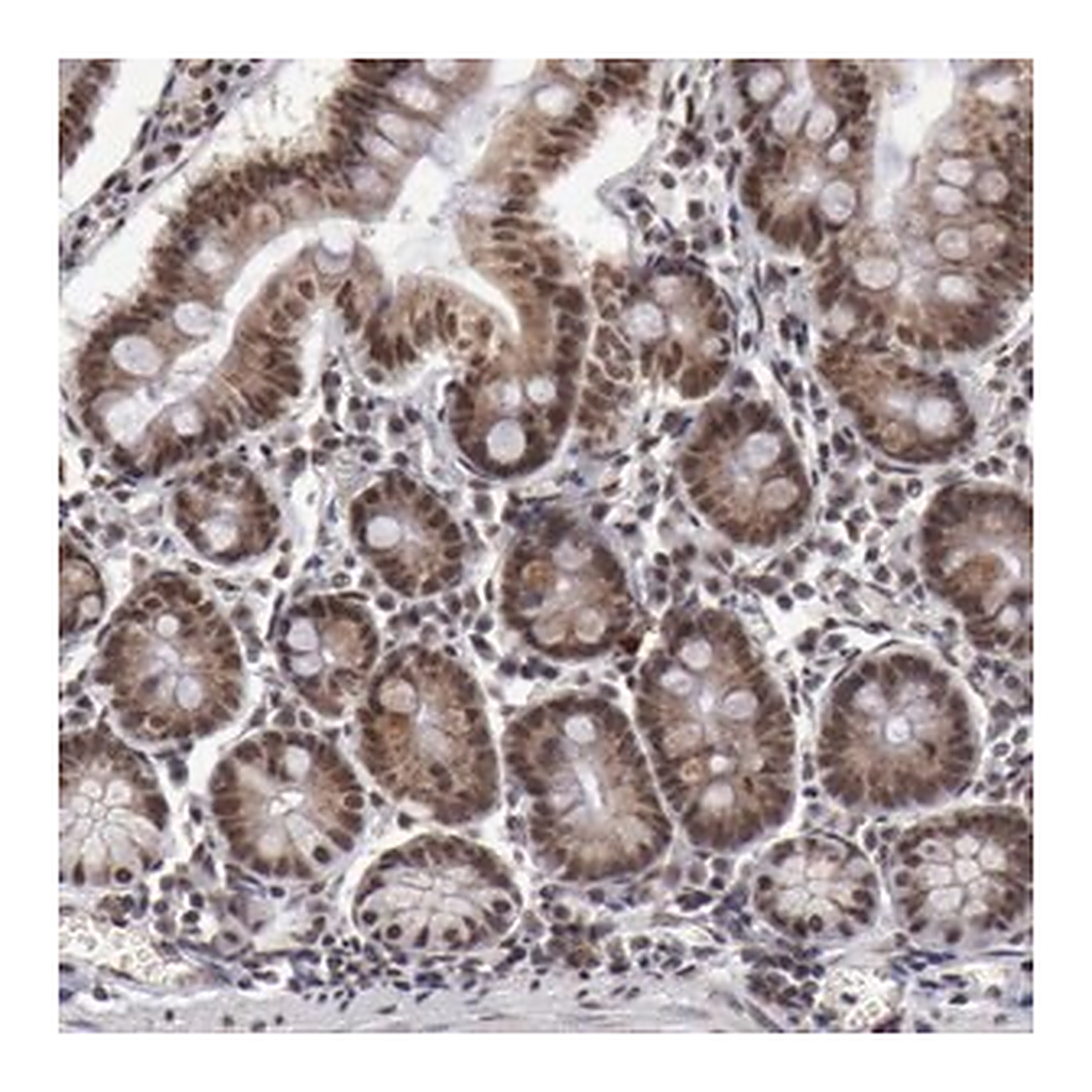 Merck Anti-VRTN antibody produced in rabbit