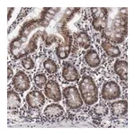 Merck Anti-VRTN antibody produced in rabbit