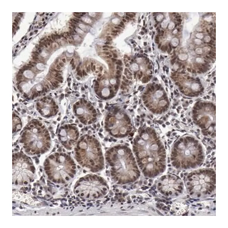 Merck Anti-VRTN antibody produced in rabbit