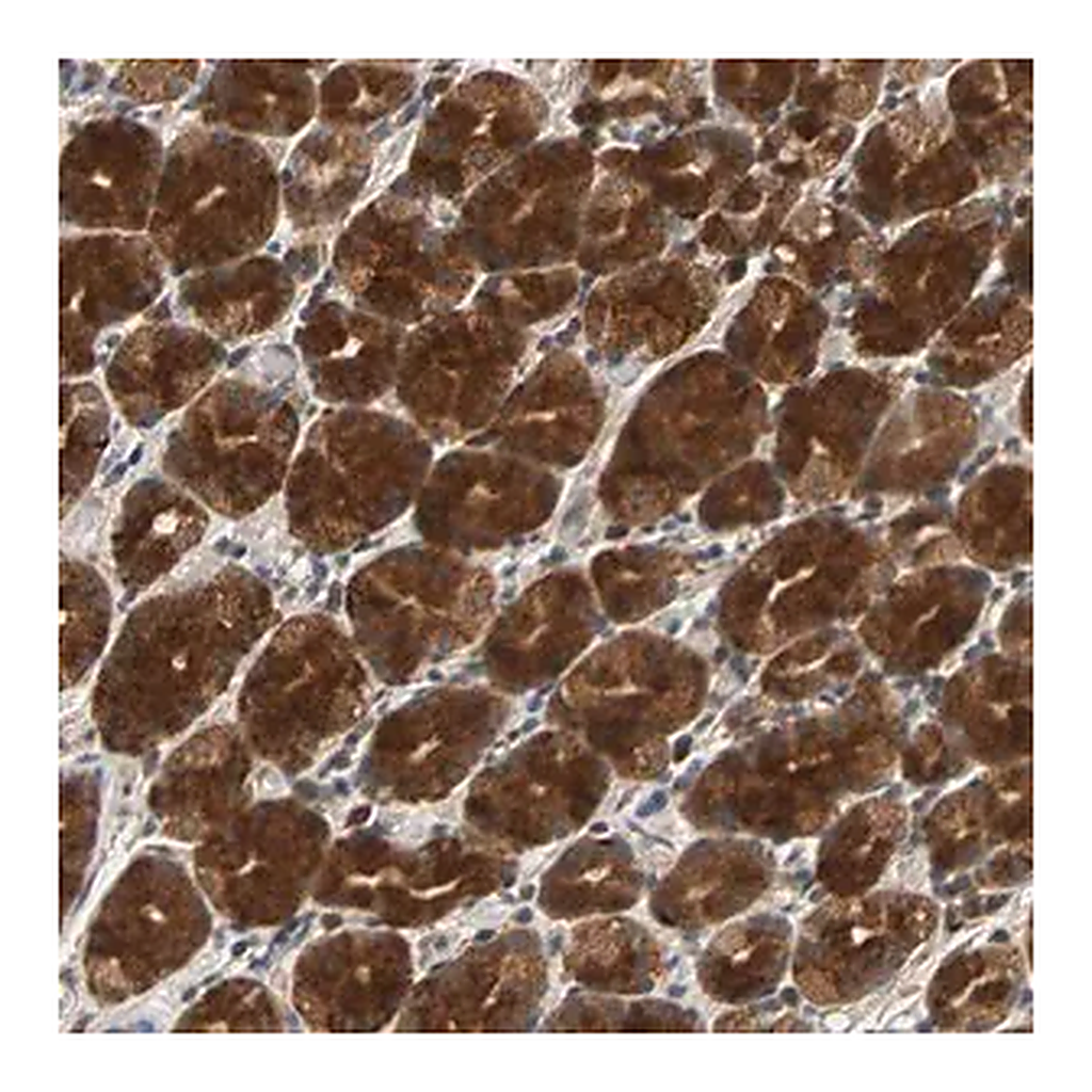 Merck Anti-USP31 antibody produced in rabbit