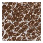Merck Anti-USP31 antibody produced in rabbit