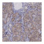 Merck Anti-CEP128 antibody produced in rabbit