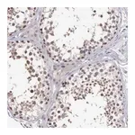 Merck Anti-BRD1 antibody produced in rabbit