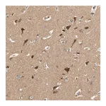 Merck Anti-USP46 antibody produced in rabbit