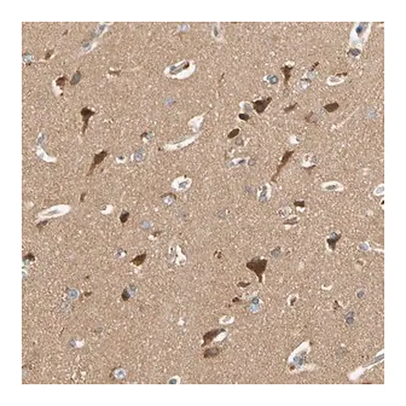 Merck Anti-USP46 antibody produced in rabbit