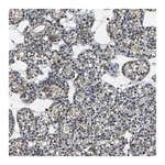 Merck Anti-USP40 antibody produced in rabbit