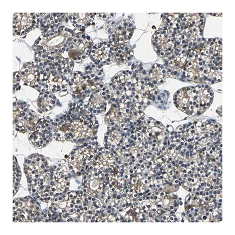 Merck Anti-USP40 antibody produced in rabbit