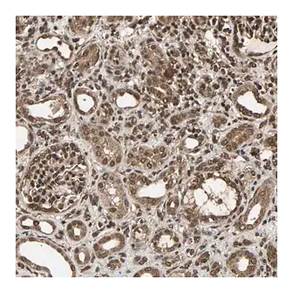 Merck Anti-USP42 antibody produced in rabbit