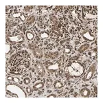 Merck Anti-USP42 antibody produced in rabbit