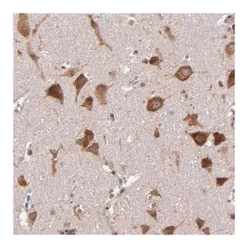 Merck Anti-USP51 antibody produced in rabbit