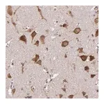 Merck Anti-USP51 antibody produced in rabbit