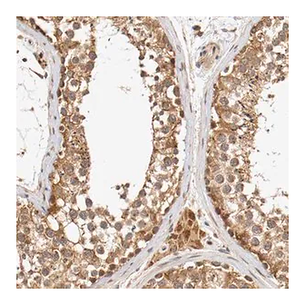 Merck Anti-VEZT antibody produced in rabbit